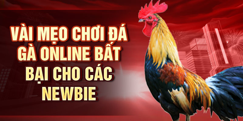 Đá Gà AOG - Nơi Hội Tụ Đam Mê Của Dân Chơi Thực Thụ Vài mẹo chơi đá gà online bất bại cho các newbie